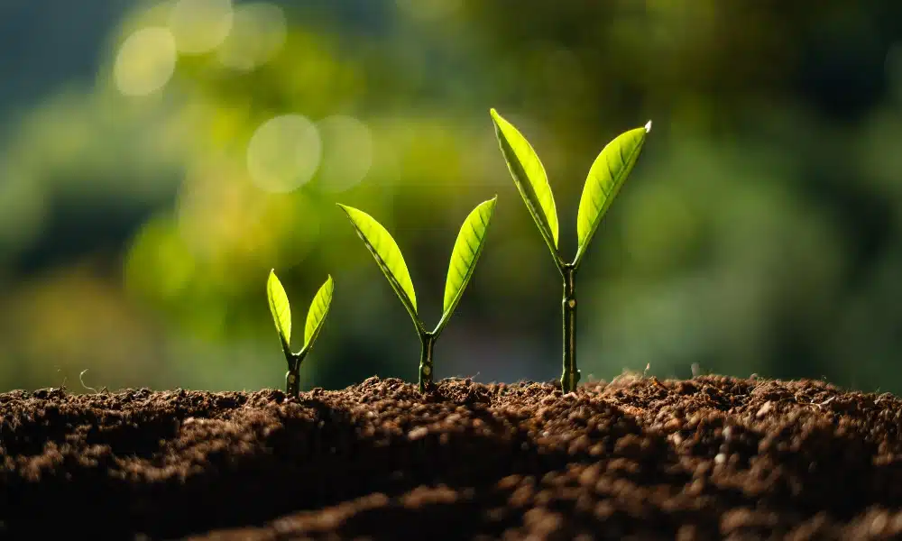 Drei Sprösslinge sprießen aus Erde nebeneinander, links der Kleinste und rechts der Größte.